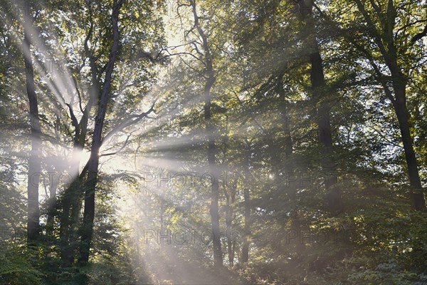 Deciduous forest