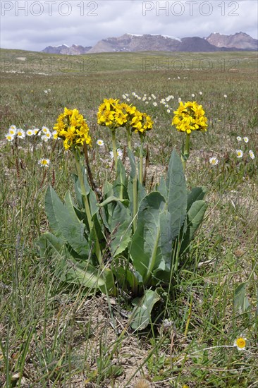 Ligularia alpigena yellow flower