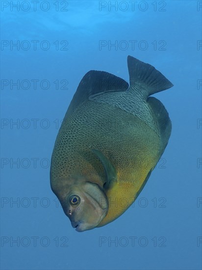 Old woman angelfish