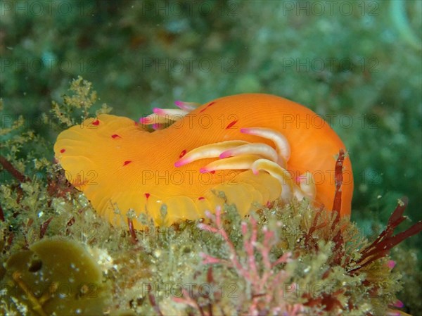 Candy Cane Anemone