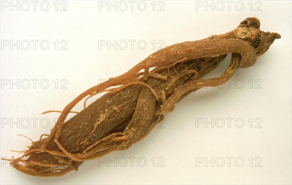 Genuine ginseng