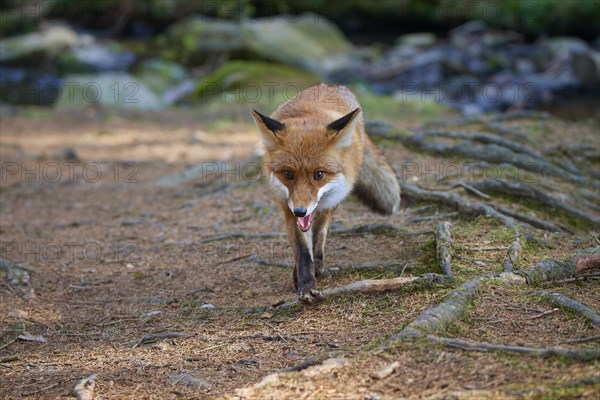 Red fox