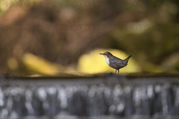 White-breasted dipper