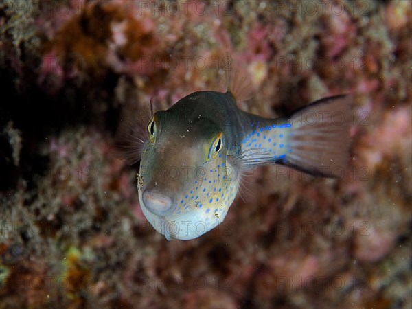 Portrait of Pufferfish