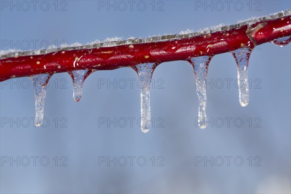 Red dogwood covered with ice after freezing rain