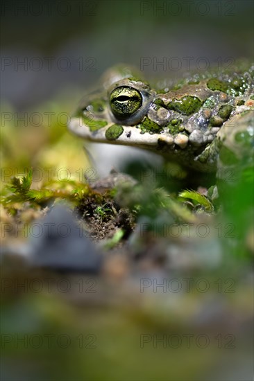 European green toad