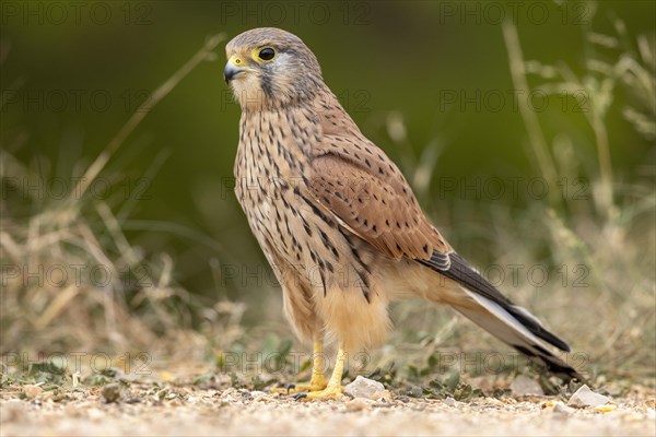 Common kestrel