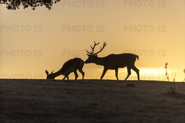 Red deer