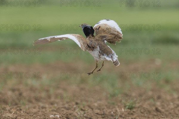 Little Bustard