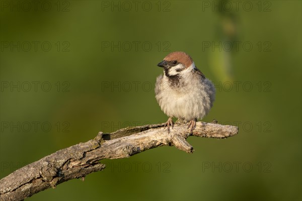 Eurasian tree sparrow