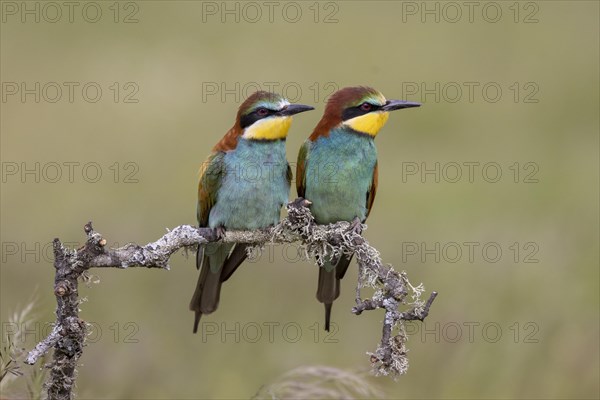 European bee-eater