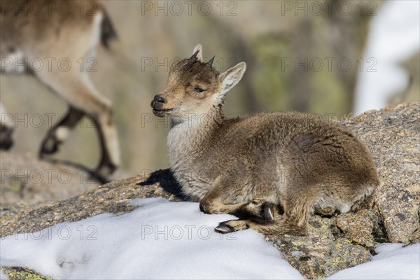 Iberian ibex