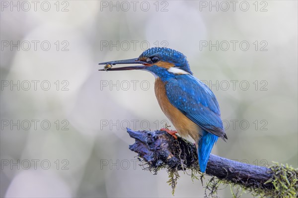 Common kingfisher