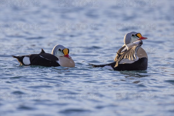 King Eider