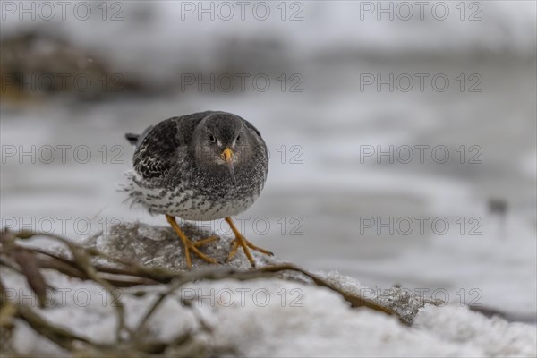 Purple Sandpiper