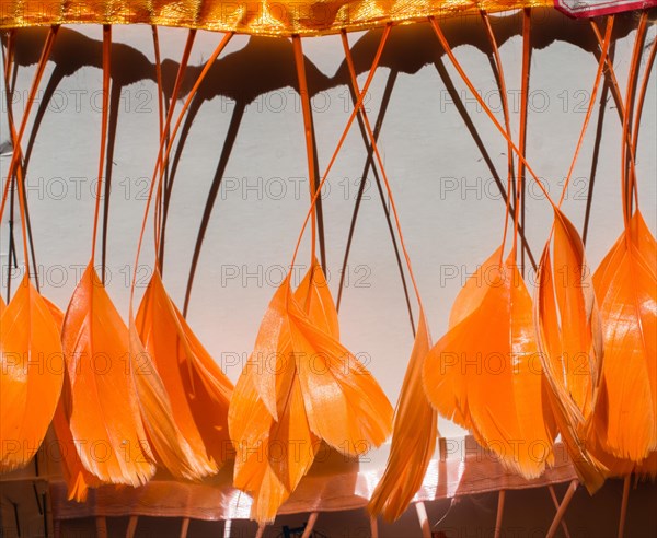 Collection of colored decorative feathers placed on white background