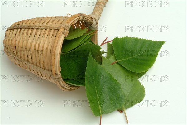 Medicinal plant Birch