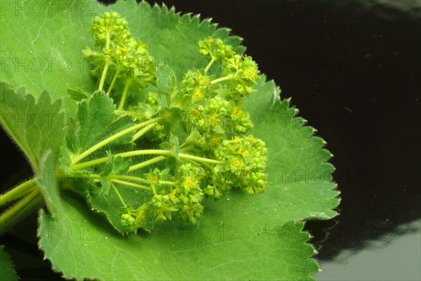 Medicinal plant lady's mantle