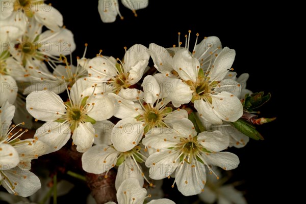 Medicinal plant Sloe