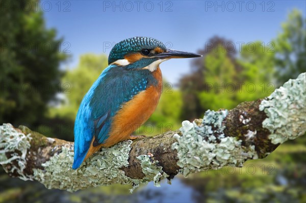 Common kingfisher