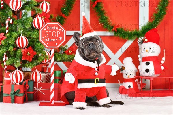 Black French Bulldog wearing Santa Claus dog costume next to seasonal decorations with Christmas tree