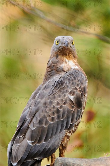 European honey buzzard