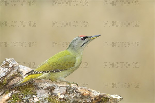 Grey-headed woodpecker