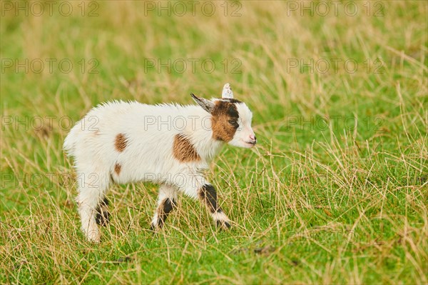 Domestic goats