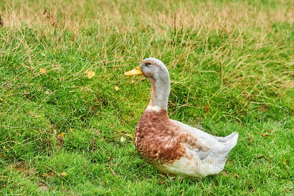 Domestic mallard