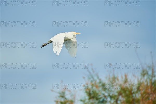Cattle egret