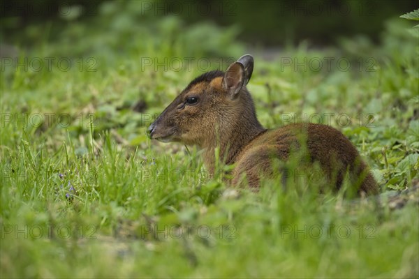 Muntjac