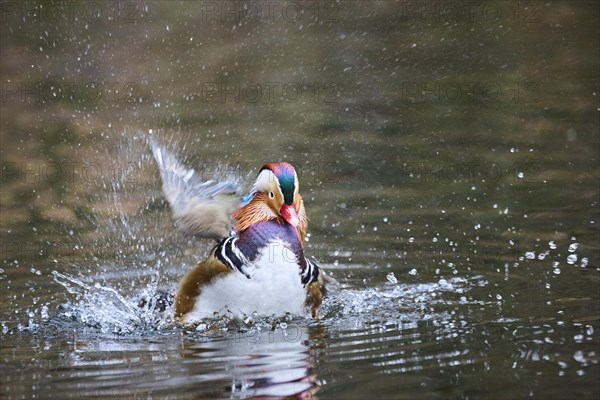 Mandarin duck