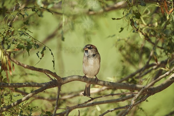 House sparrow