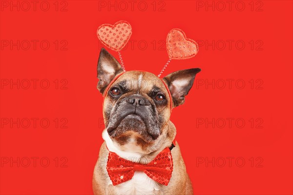 French Bulldog dog wearing Valentine's Day headband with hearts and bow tie on red background