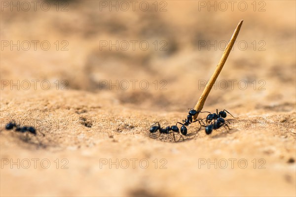 European Harvester Ant