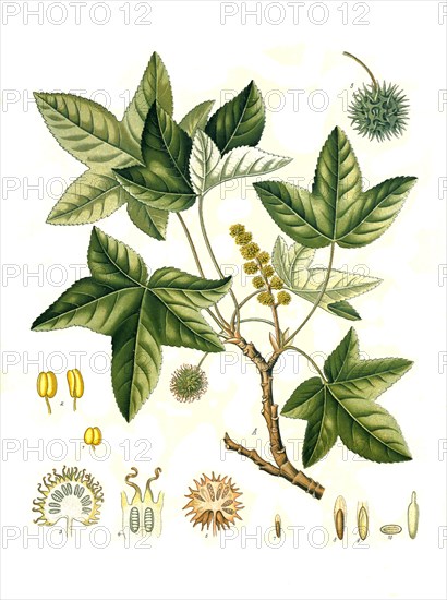 Medicinal plant