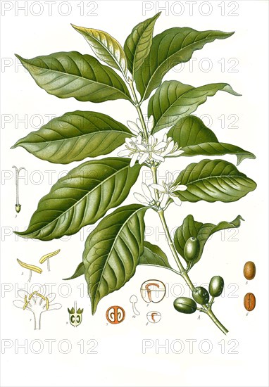 Medicinal plant