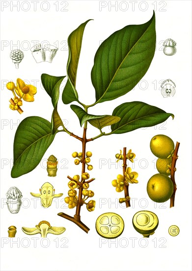 Medicinal plant