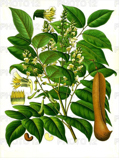 Medicinal plant