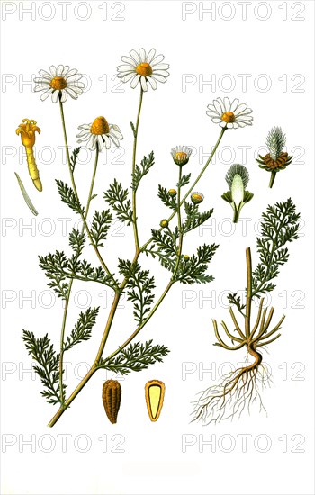 Medicinal plant