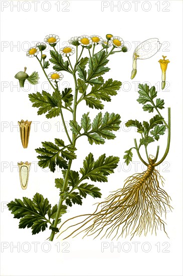 Medicinal plant