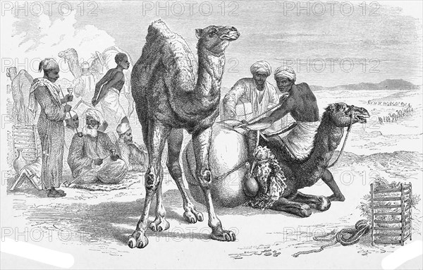 Dromedary