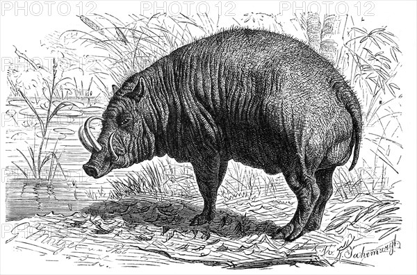 Deer boar