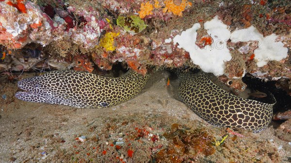 Laced moray