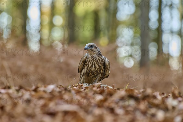 Saker falcon