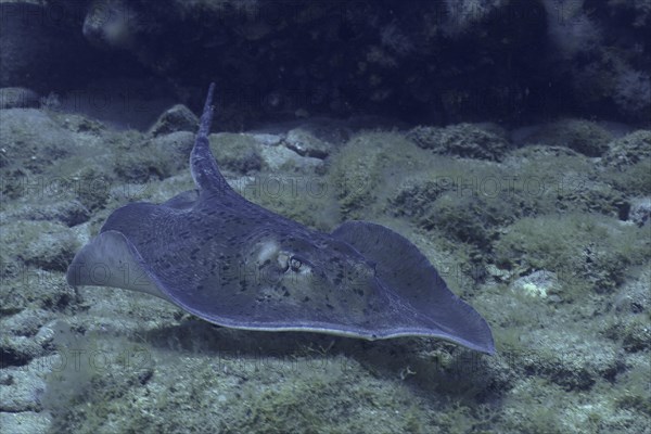 Round stingray