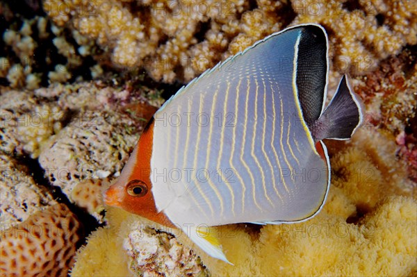 Blue chevron butterflyfish