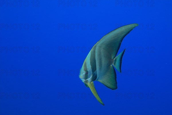 Juvenile roundhead batfish