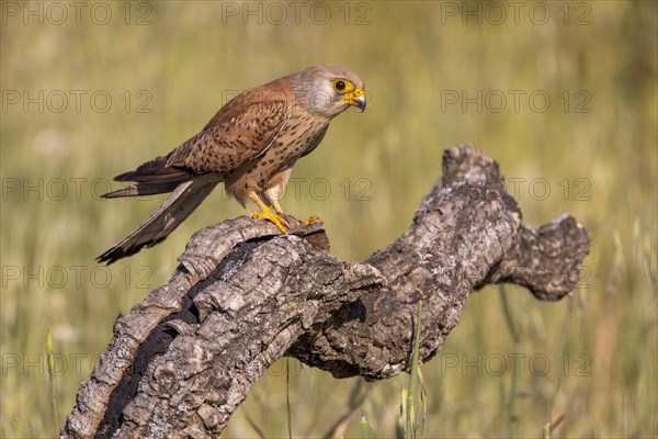 Lesser kestrel