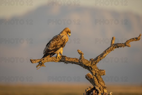 Spanish imperial eagle